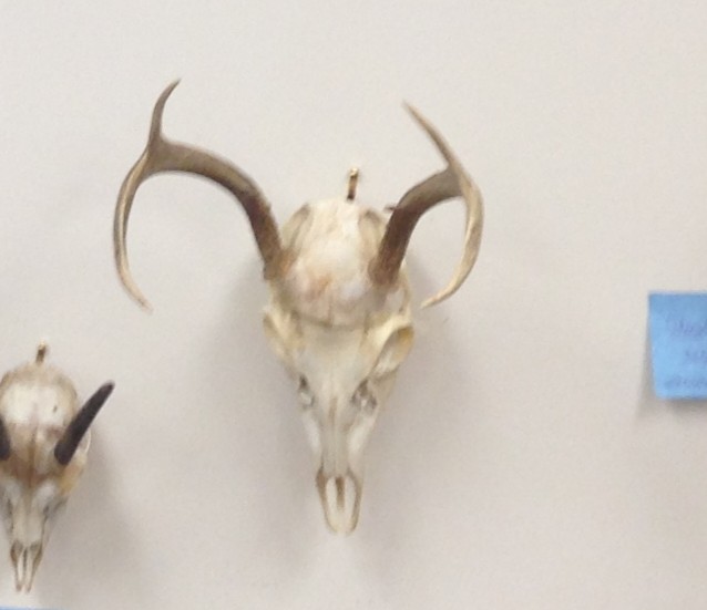 <p>Odocoileus virginianus </p>