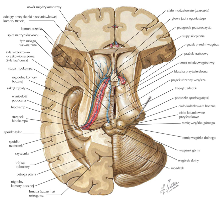 <p>bocznie od ciała kolankowatego bocznego</p>
