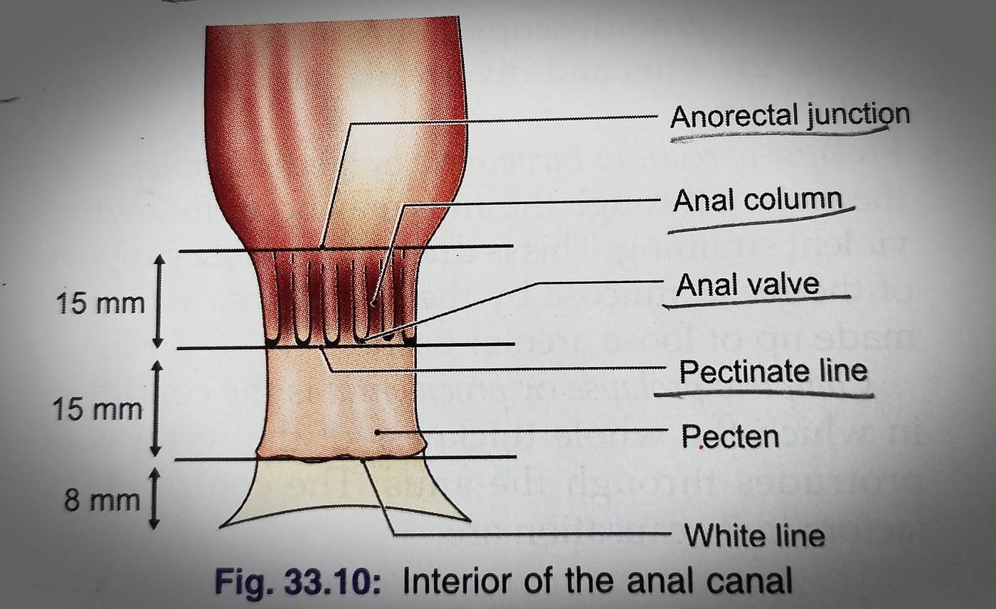 <p>D. Superficial inguinal</p><p><strong>cutaneous zone of the anal canal</strong> (below the pectinate line) drains lymph primarily to the <strong>superficial inguinal lymph nodes</strong>.</p><ul><li><p class="">The <strong>inferior mesenteric</strong> nodes drain the proximal colon and upper rectum.</p></li><li><p class="">The <strong>pararectal</strong> nodes drain the rectum and upper anal canal (above the pectinate line).</p></li><li><p class="">The <strong>sacral</strong> nodes drain deeper pelvic structures but are not the primary drainage for the cutaneous anal region</p></li></ul><p></p>