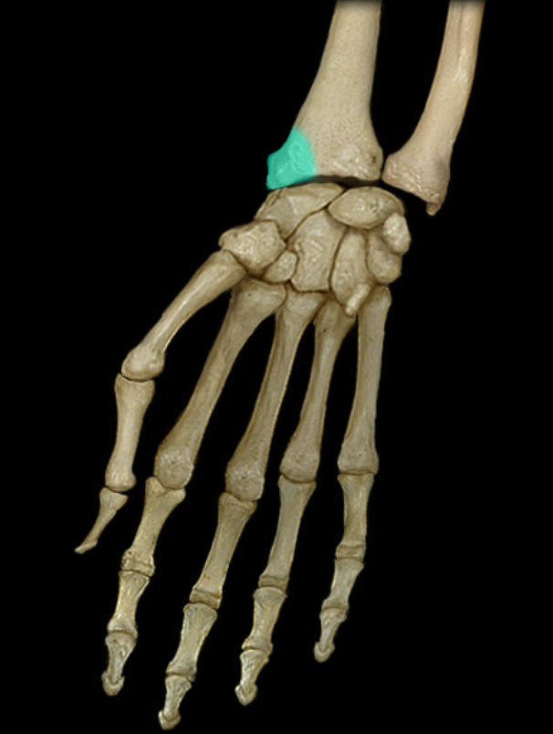 <p>Radial styloid process</p>