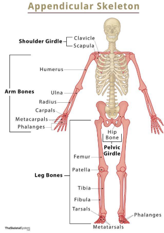 <p>attached to bodies axis (arms and legs)</p>