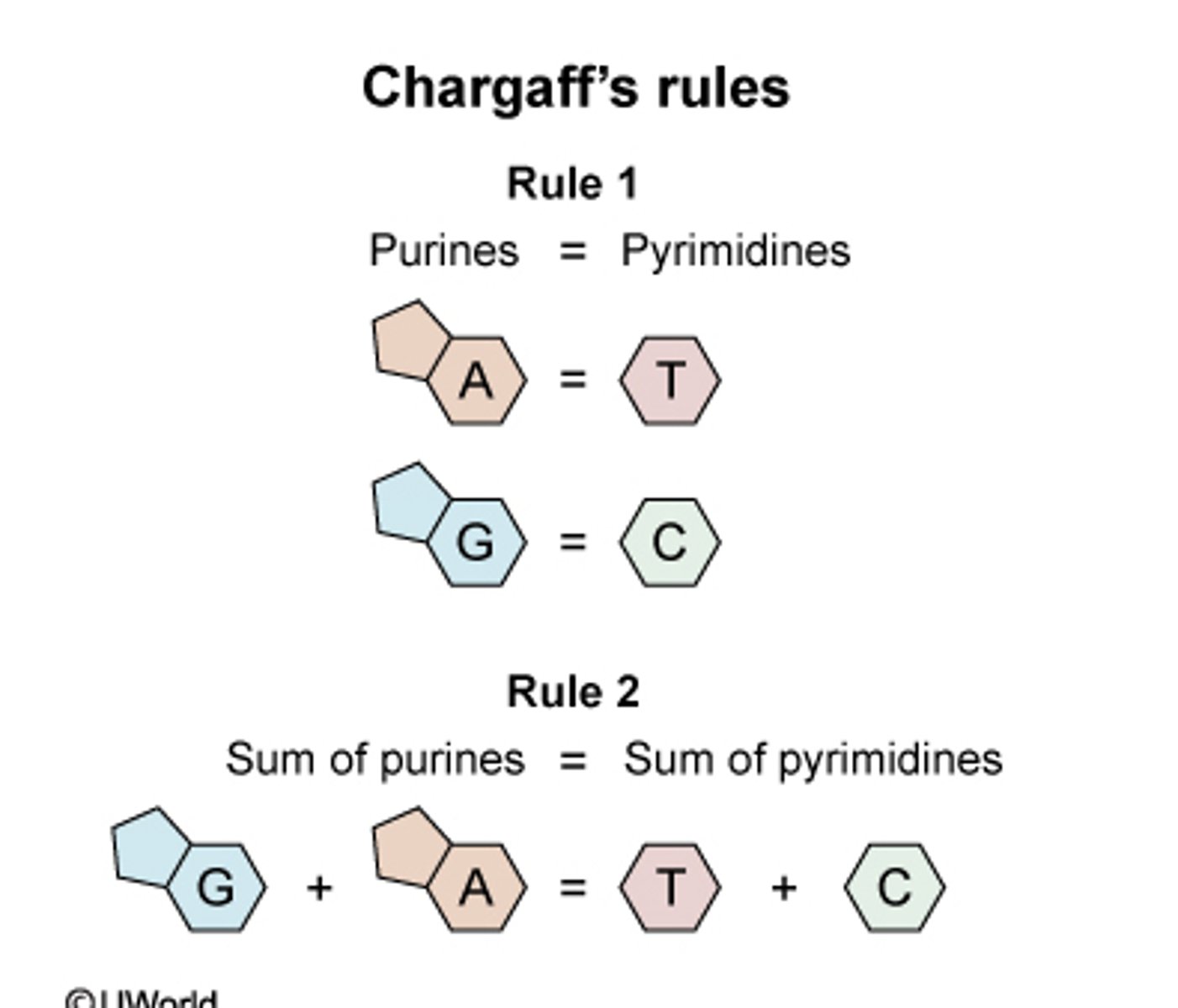 <p>observations by Erwin Chargaff that concentrations of the four nucleotide bases differ among species; and that, within a species, the concentrations of adenine and thymine are always about the same and the concentrations of cytosine and guanine are always about the same</p>