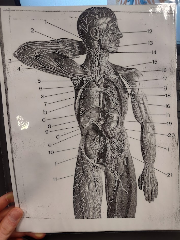 <p>inguinal nodes</p>