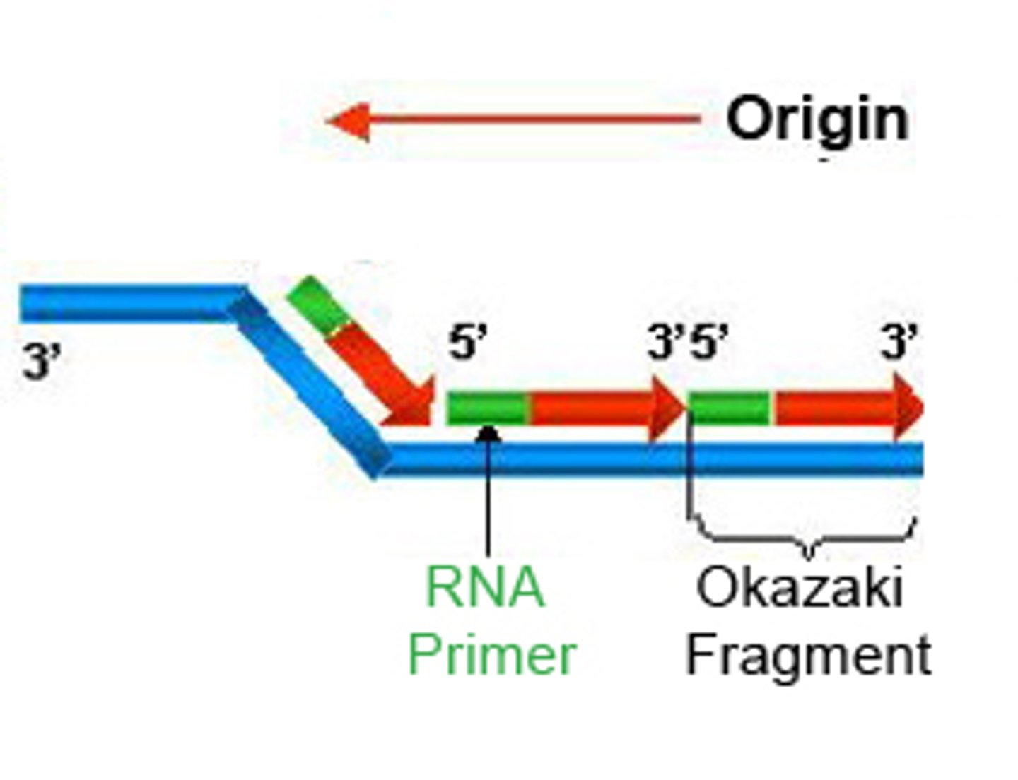<p>The strand in replication that is copied 3' to 5' as Okazaki fragments and then joined up.</p>