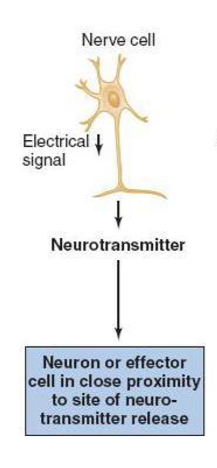 <p>neural signaling</p>