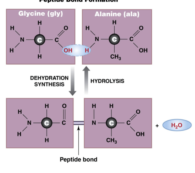 <ul><li><p>connect amino acids to form proteins&nbsp;</p></li><li><p>formed by dehydration synthesis&nbsp;</p></li><li><p>Peptides have directionality (OH of COOH terminal binds to H of NH3 terminal)</p><ul><li><p>amino terminal (NH3)</p></li><li><p>carboxyl terminal (COOH</p></li></ul></li><li><p>Dipeptide = 2 amino acids</p></li><li><p>oligopeptide (<strong>short chain</strong>) = 3-20 amino acids</p></li><li><p>polypeptide&nbsp;= more than 20 amino acids</p></li><li><p>&gt;20 amino acid = protein</p></li></ul><p></p>