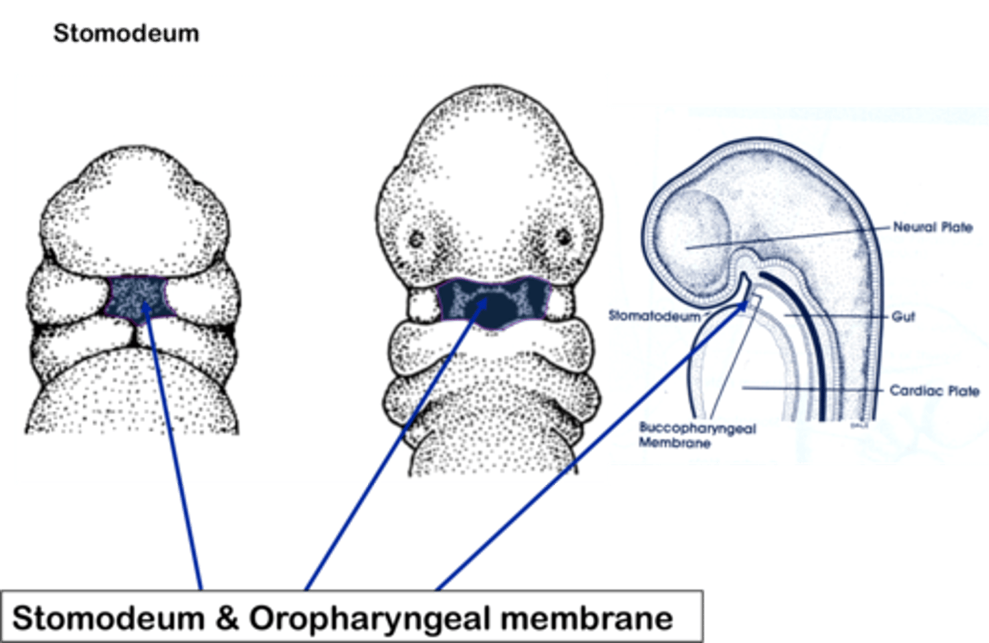 <p><b>Stomodeum</b> forms (beginning of 4th week) --> <b>oropharyngeal membrane disintegrates</b> (latter part of 4th week) --> primitive mouth & primitive pharynx are connected --> future development: stomodeum gives rise to oral cavity (lined by oral epithelium derived from ectoderm) and teeth</p>