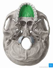<p>What bone structure is the highlighted area?</p>