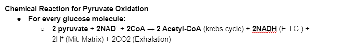 <ul><li><p><span>2 molecules of Acetyl-CoA enter the Krebs cycle, where more free energy transfers occur&nbsp;</span></p></li><li><p><span>2 molecules of NADH proceed to ETC and Chemiosmosis to produce ATP by oxidative phosphorylation&nbsp;</span></p></li><li><p><span>2 CO2 molecules diffuse out as waste (exhalation)&nbsp;</span></p></li><li><p><span>2 H+ stay dissolved in mitochondrial matrix&nbsp;</span></p></li></ul><p></p>