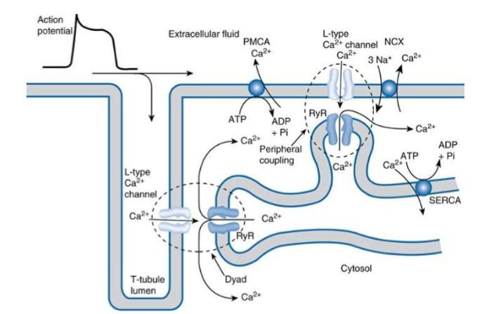 <p>relaxatie = daling intracellulaire Ca2+ concentratie → na wegpompen Ca uit cytoplasma (<10<sup>-7</sup>M)</p><ol><li><p>SERCa pomp (90%): Ca2+ terugpompen naar SR</p></li></ol><p>→ voor skeletspier niet belangrijk of er extracellulair Ca2+ aanwezig is (recycleert)</p>