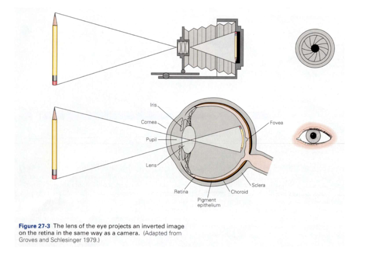 <ul><li><p>gelijkenis:</p><ul><li><p>allebei mechanisme voor reguleren van hoeveelheid licht (iris) &amp; lens voor aanpassen van brandpuntsafstand</p><ul><li><p>om zowel objecten dichtbij als veraf op netvlies scherp te stellen</p></li></ul></li></ul></li><li><p>verschil:</p><ul><li><p>menselijke visuele systeem heeft taak om beeld te interpreteren</p></li><li><p>proces van zien begint bij netvlies/ retina → lichtenergie omgezet in neurale energie die door hersenen kan worden geïnterpreteerd</p></li></ul></li></ul><p></p>