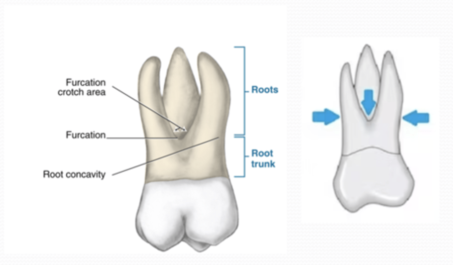 <p>have 3 root branches (trifurcated)</p><p>Lingual/palatal root: usually the longest and largest</p><p>Mesial buccal root: second largest and longest</p><p>Distal buccal root: smallest and shortest</p>