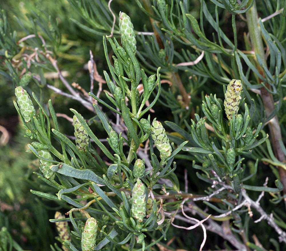 <p>What is this plant’s scientific name?</p>