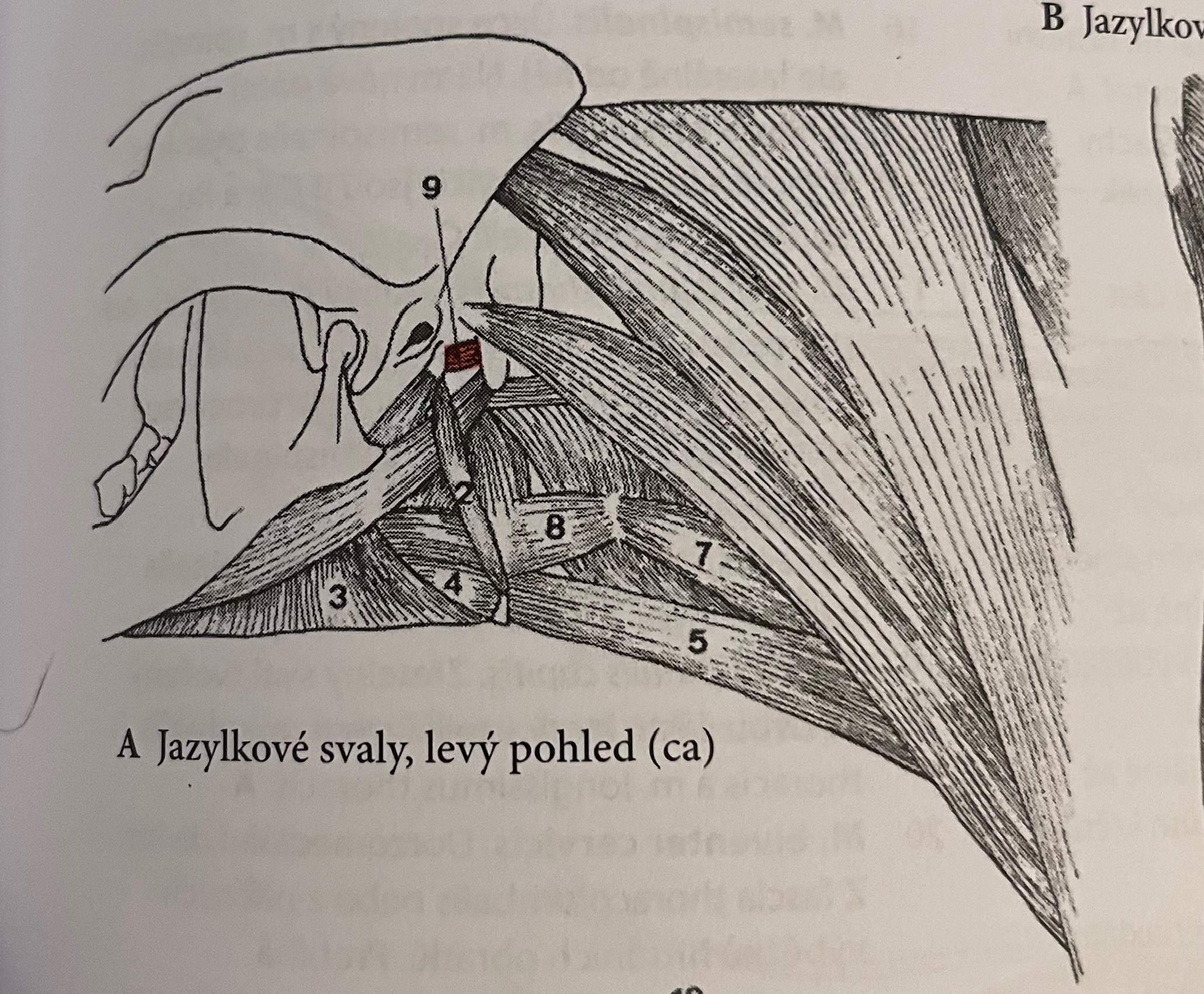 <p>odstup: laterální plocha processus paracondylaris</p><p>úpon: mediální plocha angulus stylohyoideus</p><p>funkce: fixuje jazylku</p><p>č.9</p>