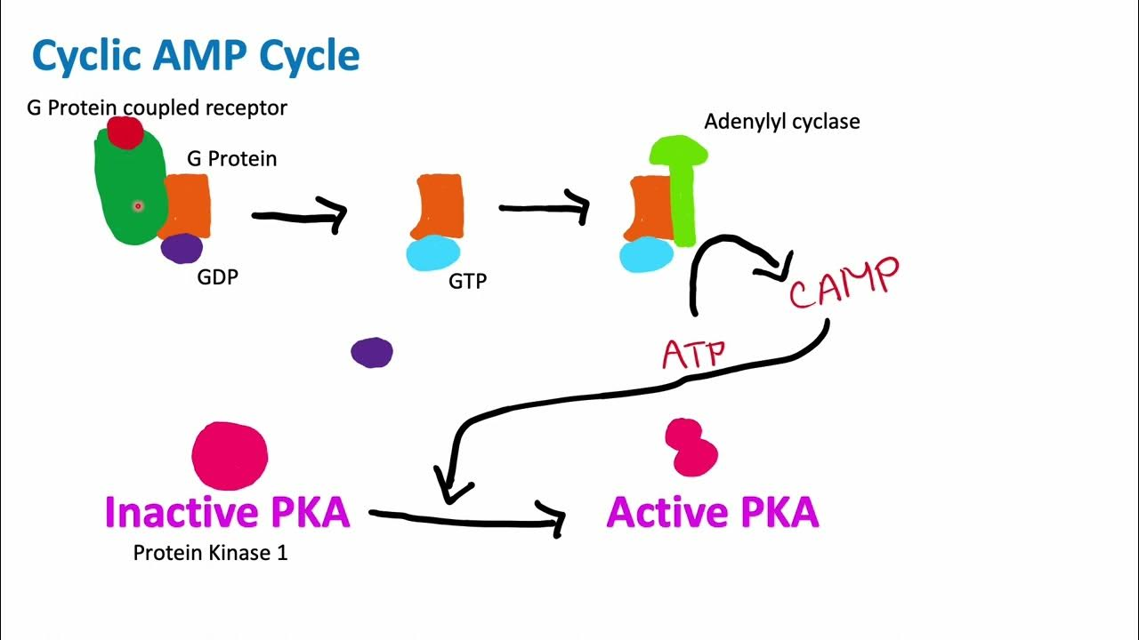 <p>cAMP = <span>Cyclic adenosine monophosphate</span></p>