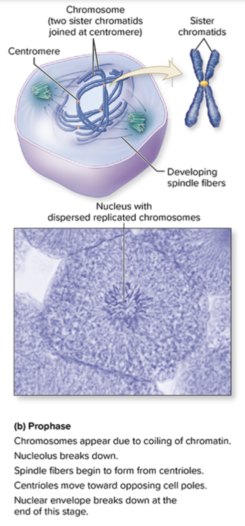 <p>Prophase </p>