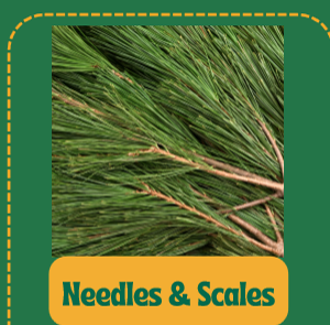 <p>small leaves with thick cuticle to prevent water loss</p><p>survives winter</p><p>eg. pine trees</p>