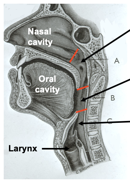 <p>nasopharynx</p><ul><li><p>extends from behind the nose/ nasal cavities</p></li><li><p>to the soft palate</p></li></ul><p></p>