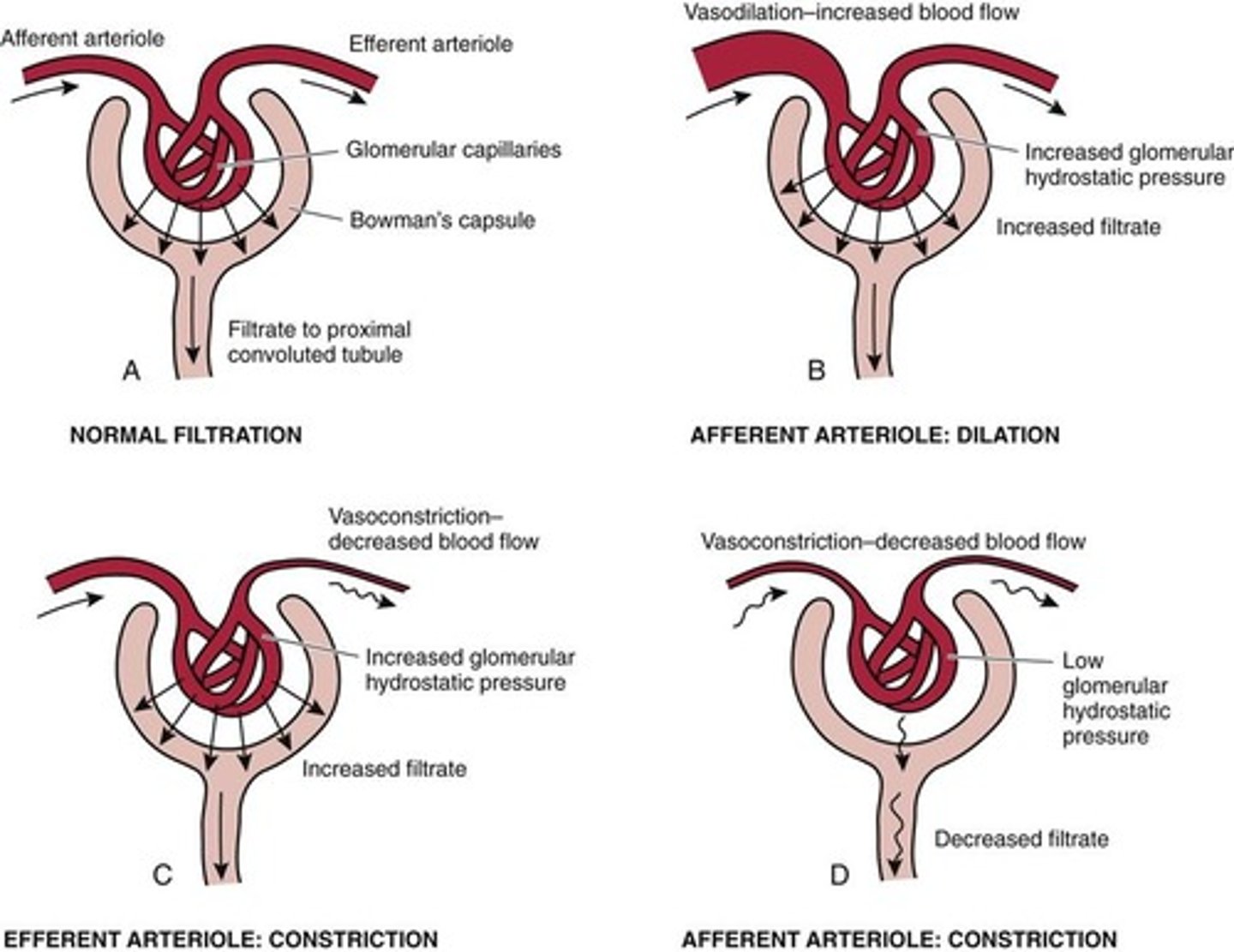<p>- When the afferent arteriole is constricted, the filtration rate will decrease.</p><p>- When the afferent arteriole is dilated, the filtration rate will increase.</p><p>- When the efferent arteriole is constricted, the filtration rate will increase.</p><p>- When the efferent arteriole is dilated, the filtration rate will decrease.</p>