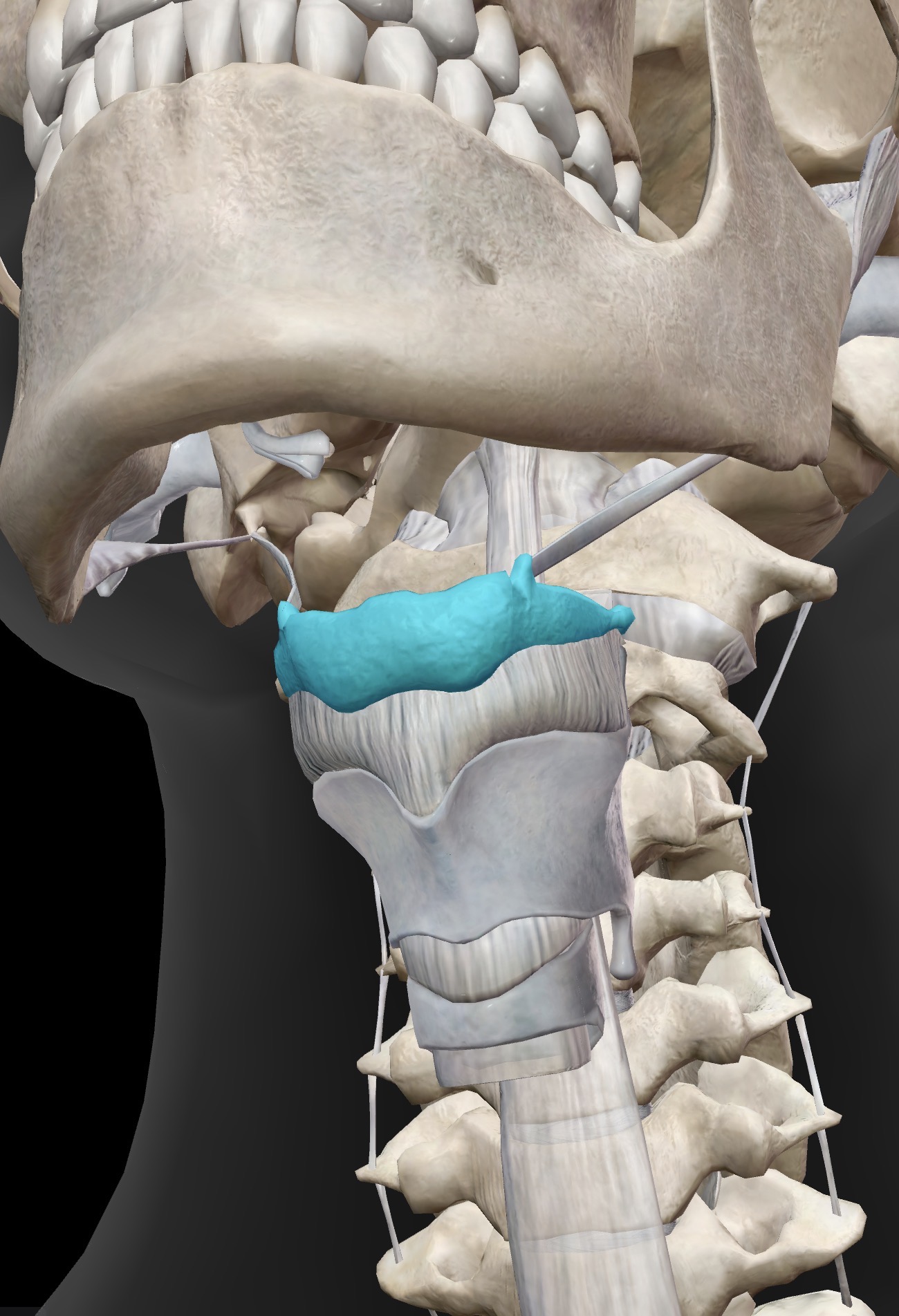 <p>Name this bone</p>