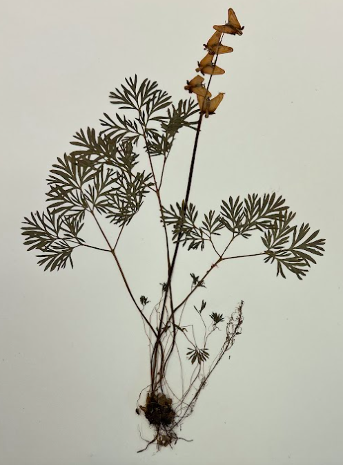 <p>Family + Genus</p>