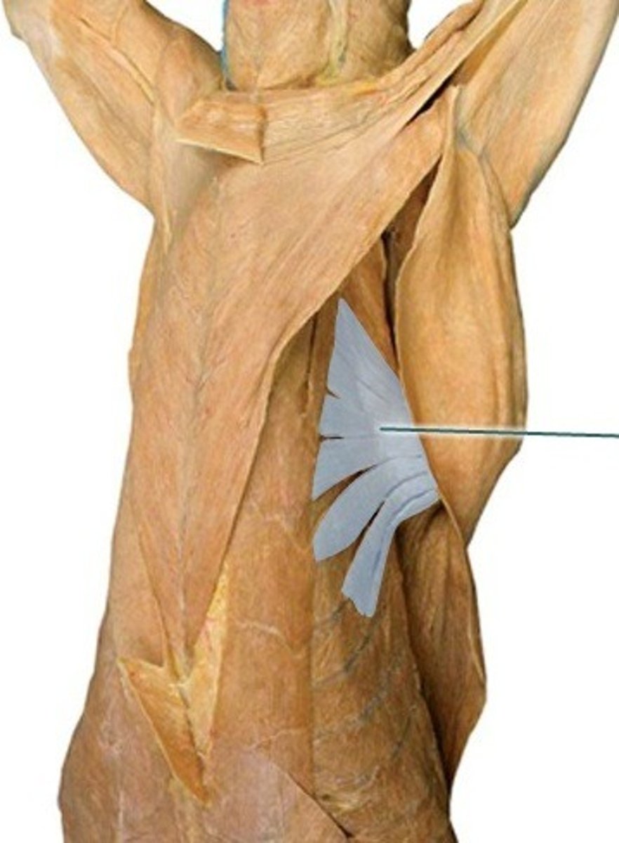 <p>O:</p><p>cervical part: cervical vertebrae</p><p>thoracic part: thoracic wall</p><p>I: serrated face of scapula</p><p>A: support and elevate the trunk</p>