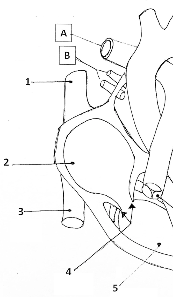 <p>What is <strong>3</strong>?</p>
