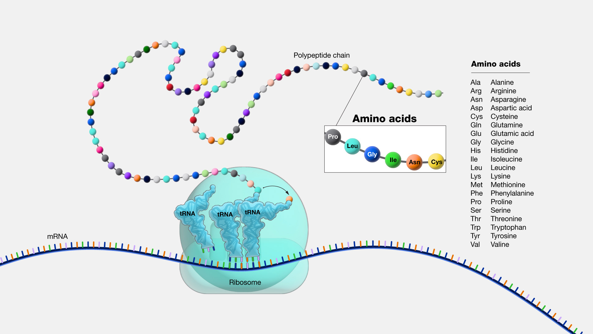 <p>Ribosome</p>
