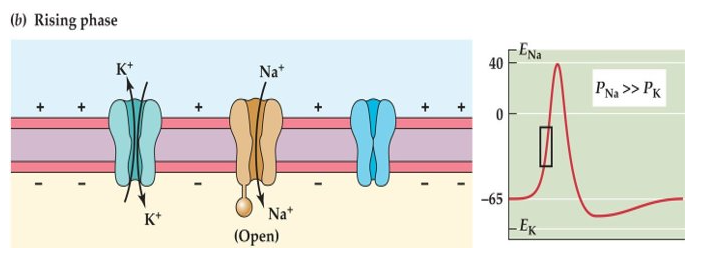 <p>Rising Phase</p><p>-Na+ VGC opens, K+ VGC stays closed</p><p>-Na rush into cell and depolarizes it</p><p>-Pna » Pk</p>