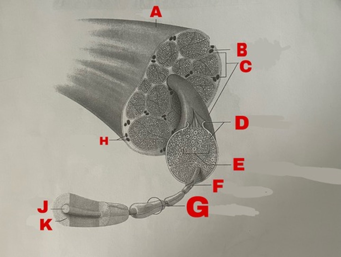 <p>H</p>
