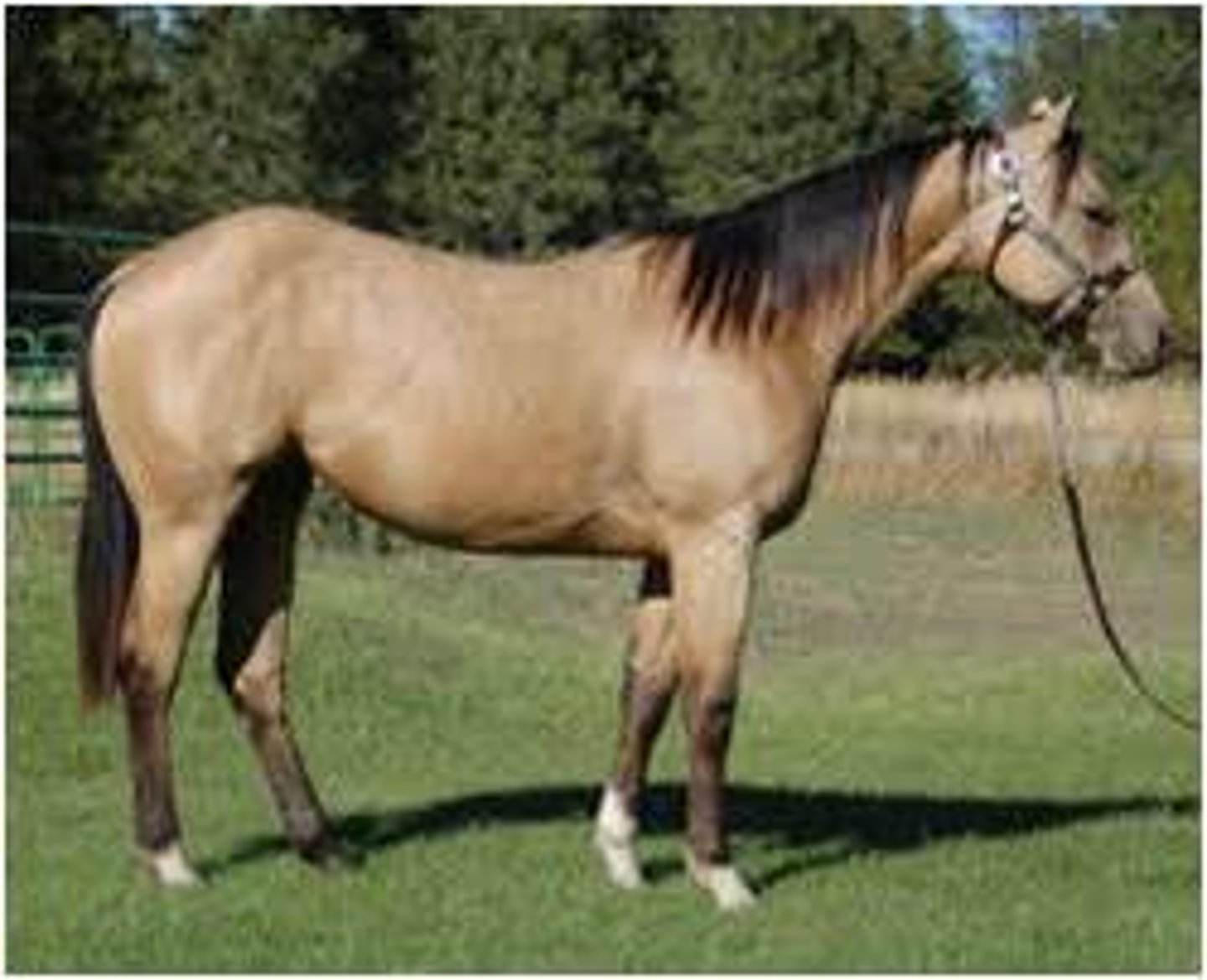 <p>this is a coat color that is ancestral or wild type of horses</p>