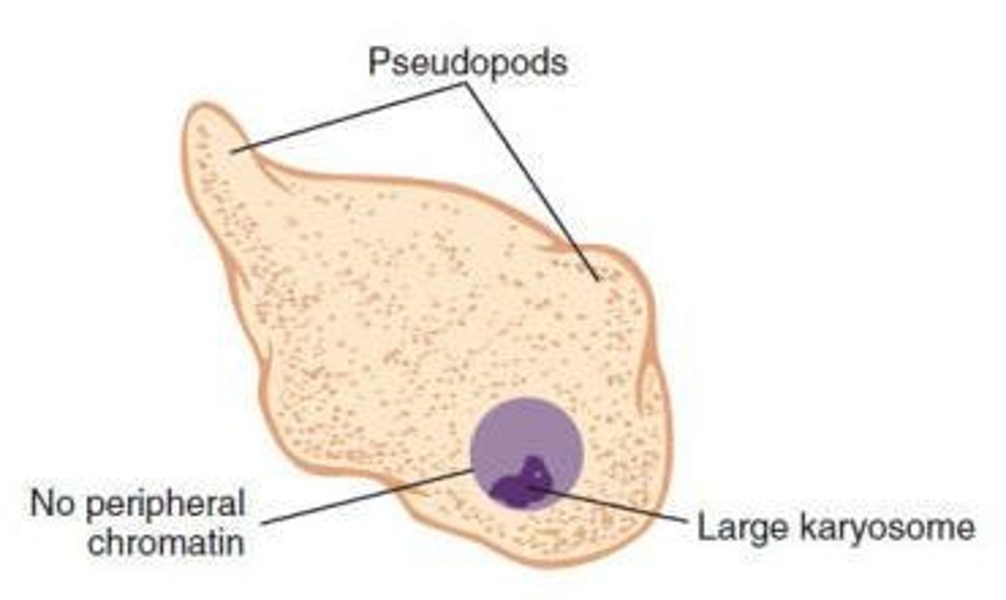 <p>Amoebas are characterized by their pseudopods.</p>