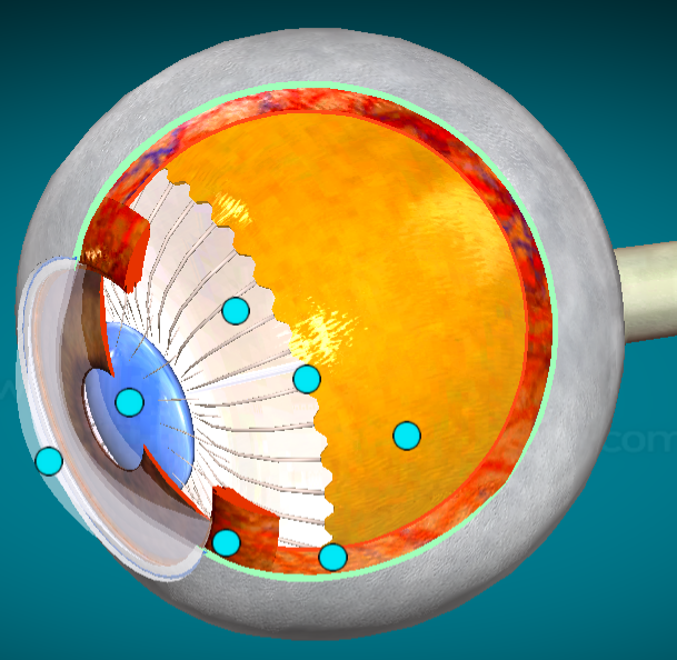 <p>What is the order of the layers of the eye from superficial to deep?</p>