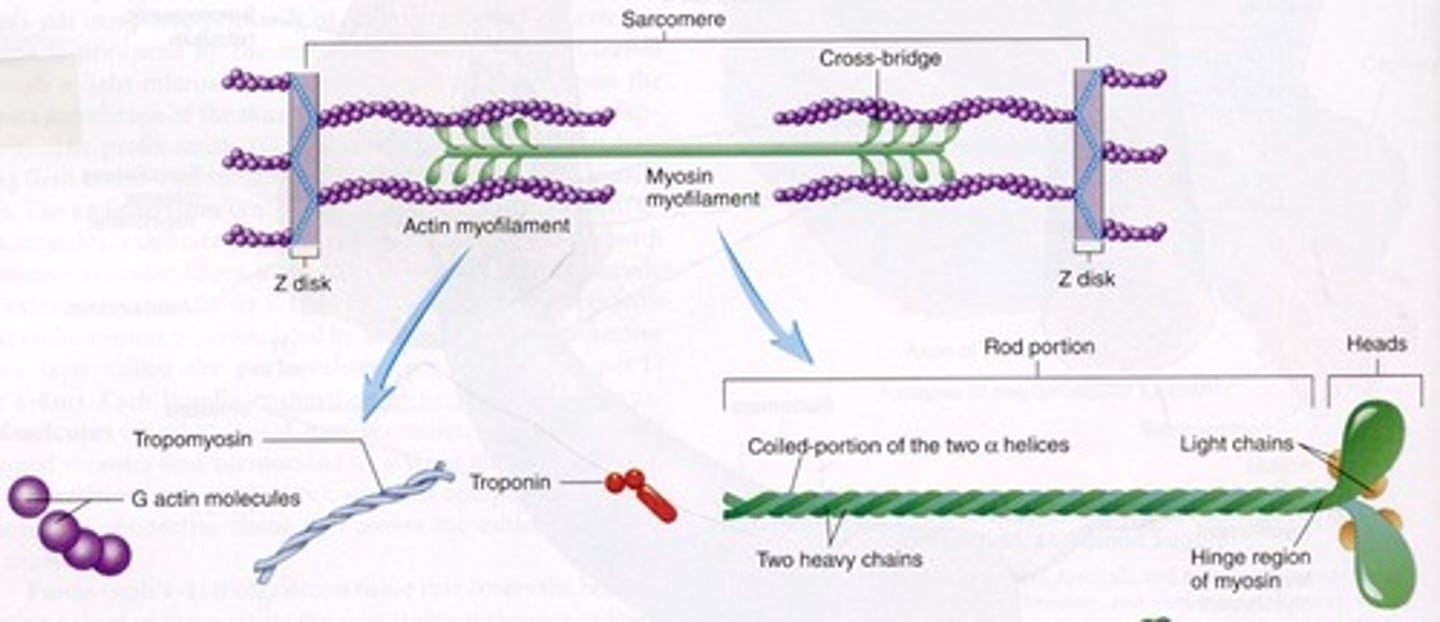 <p>Major contractile proteins ...</p><p>MYOSIN : constitutes 45% of myofibrillar protein ( light and heavy meromyosin)</p><p>ACTIN : constitutes 20% of myofibrillar protein ( G Actin or globular actin)</p>