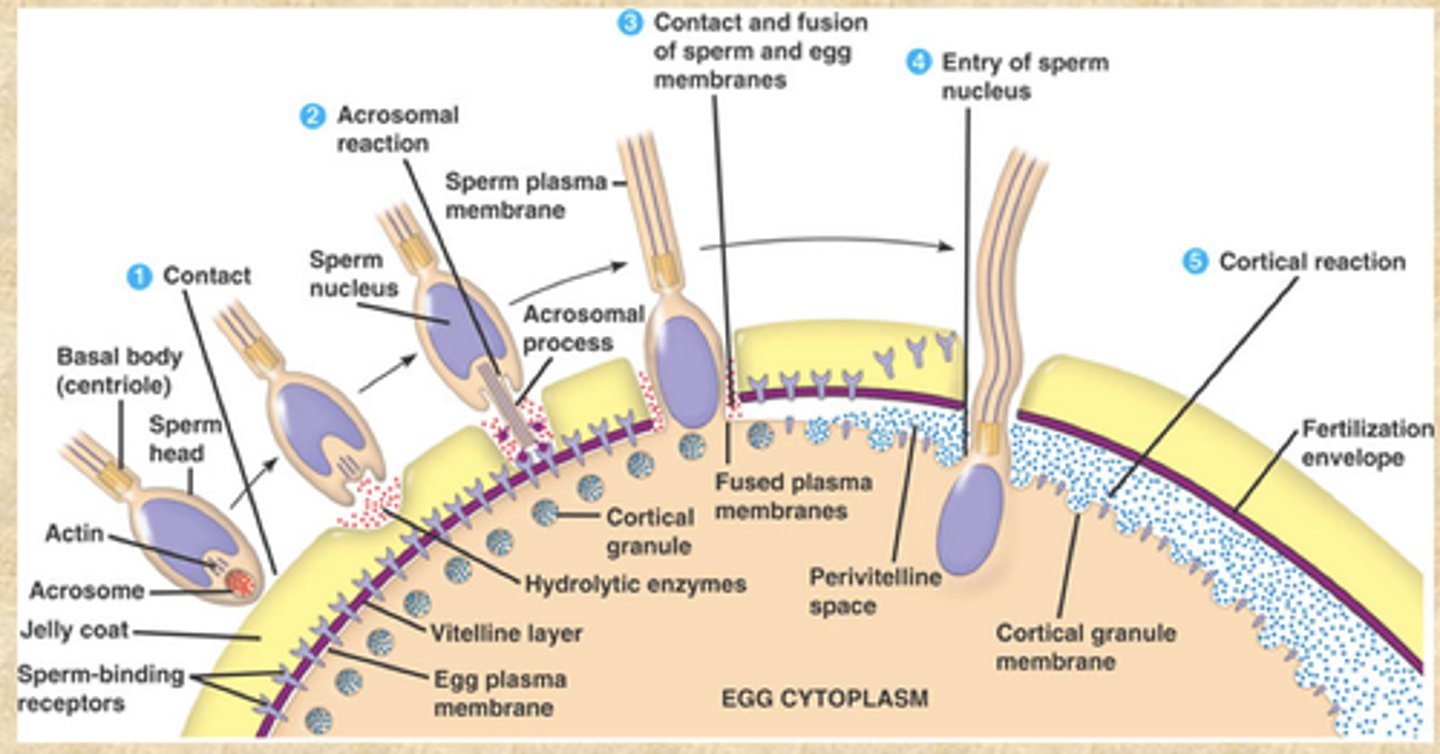 <p>prevents fertilization by more than one sperm by releasing enzymes that inactivate the sperm receptors and harden the zona pellucida</p>