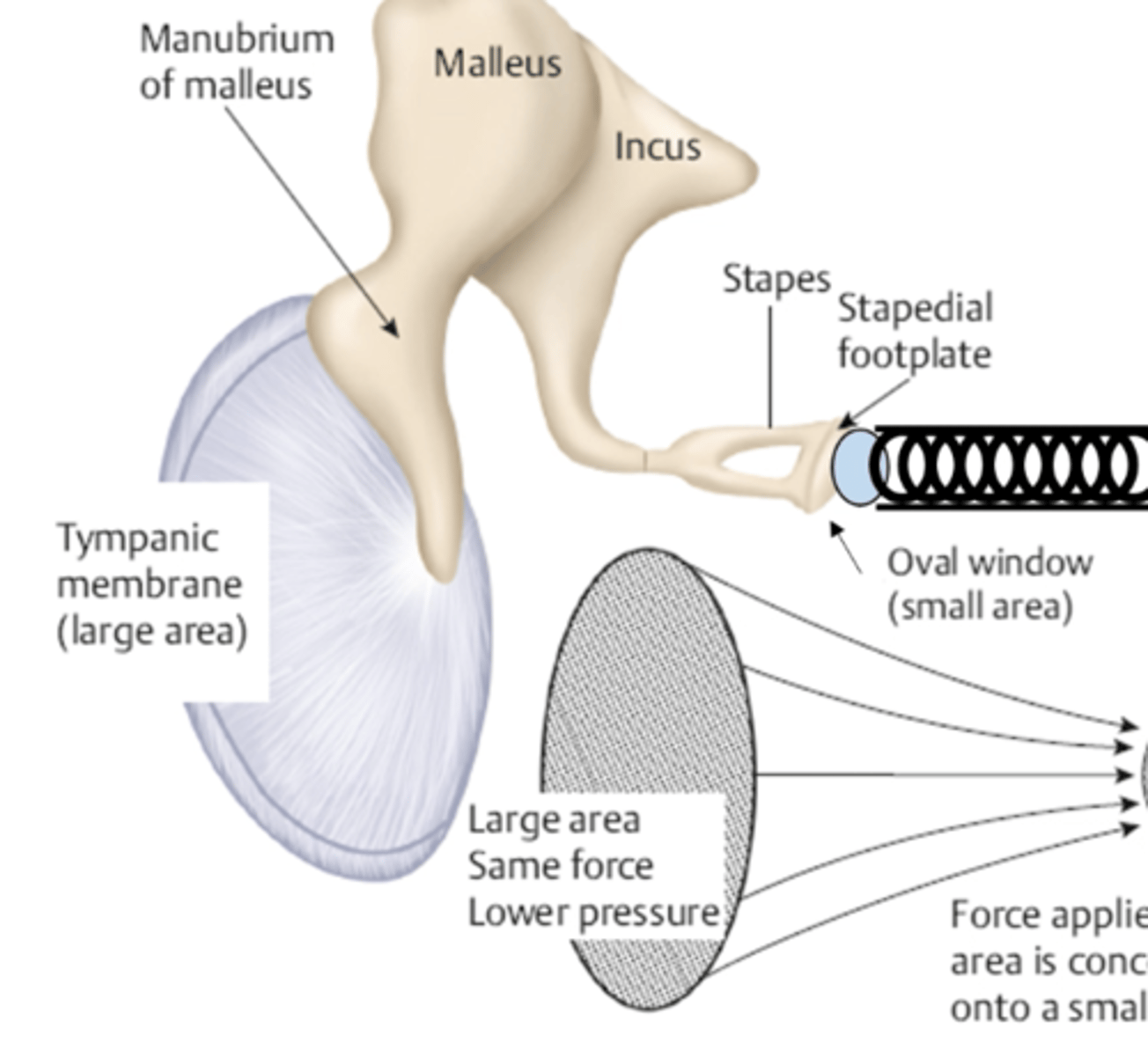 <p>compensate for impedance mismatch</p><p>basically they allow for vibrations from tympanic membrane to successfully reach the cochlea</p>