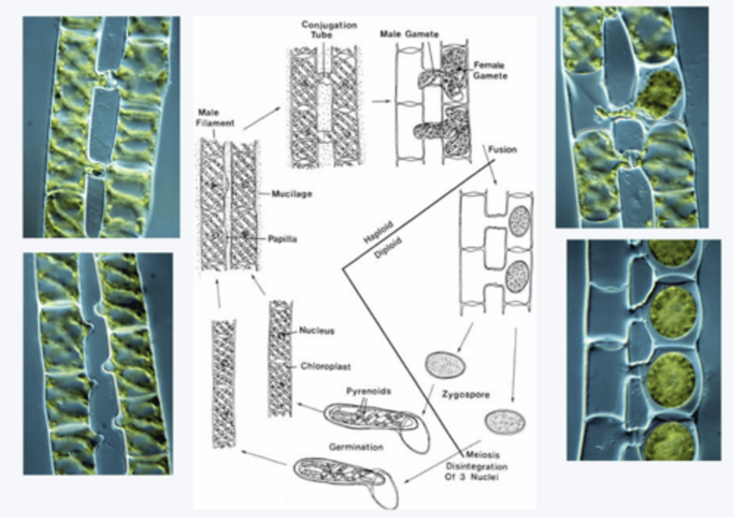 <p>missing link between algae and land plants; multiple molecular, genomic, and proteomic studies have determined that these are significantly more like land plants than Charophyceae</p><p>known as conjugating algae, uniseriate filaments or unicells, have stellate, spiral, or axial plate plastids, filamentous taxa form conjugation tubes when sexually reproducing</p>
