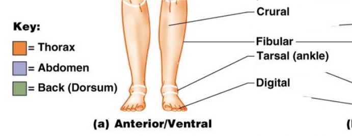 <ol><li><p>Crural</p></li><li><p>Fibular</p></li><li><p>Tarsal (ankle)</p></li><li><p>Digital</p></li><li><p>Anterior/Ventral</p></li></ol><p></p>