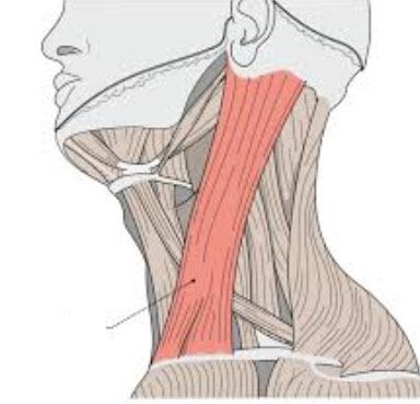 <p>Neck Muscle</p>