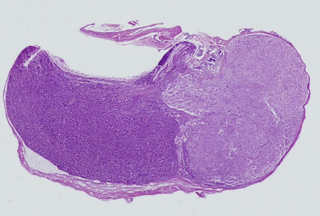 <p>Pituitary Gland Slide</p>
