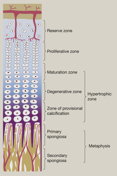 <ul><li><p>indirect/secondary bone healing</p></li><li><p>interstitial growth from epiphyseal plate:</p></li><li><p><strong>Zone of Resting (Reserve) Cartilage</strong>:</p><ul><li><p>Chondrocytes are small, inactive, and serve as a reserve for future growth.</p></li></ul></li><li><p><strong>Zone of Proliferation</strong>:</p><ul><li><p>Chondrocytes actively divide and form columns, increasing the length of the cartilage.</p></li></ul></li><li><p><strong>Zone of Hypertrophy</strong>:</p><ul><li><p>Chondrocytes enlarge (hypertrophy), and their lacunae expand.</p></li></ul></li><li><p><strong>Zone of Calcification/Degeneration</strong></p><ul><li><p>The cartilage matrix becomes calcified, and the chondrocytes die, leaving spaces for bone-forming cells.</p></li></ul></li><li><p><strong>Zone of Ossification</strong>:</p><ul><li><p>Osteoblasts invade the calcified cartilage and deposit bone matrix, converting cartilage into bone tissue.</p></li></ul></li></ul><p></p>