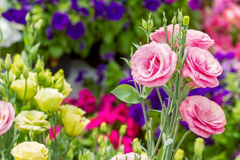 <p>Lisianthus Prairie gentian</p>