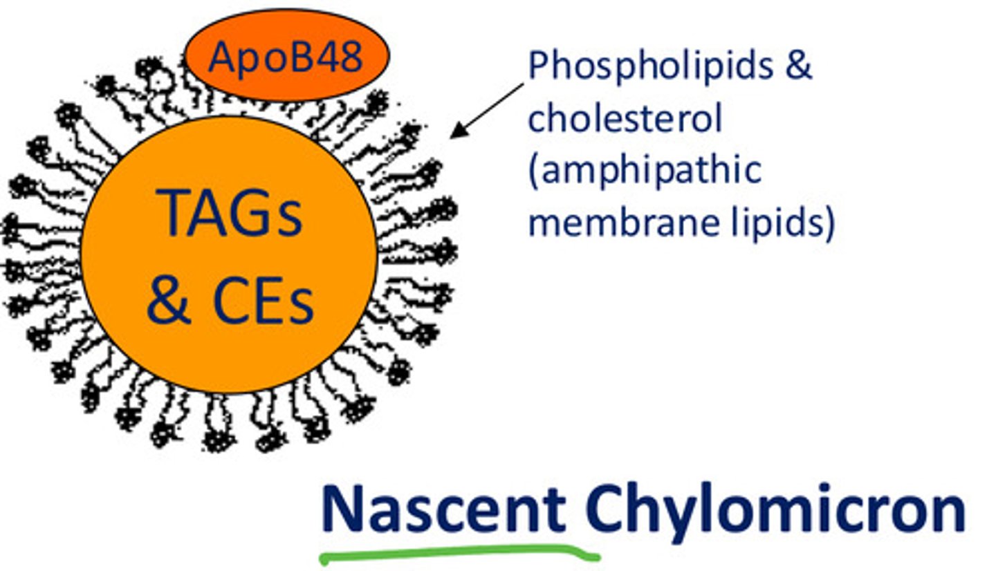 <p>Lipoprotein</p>