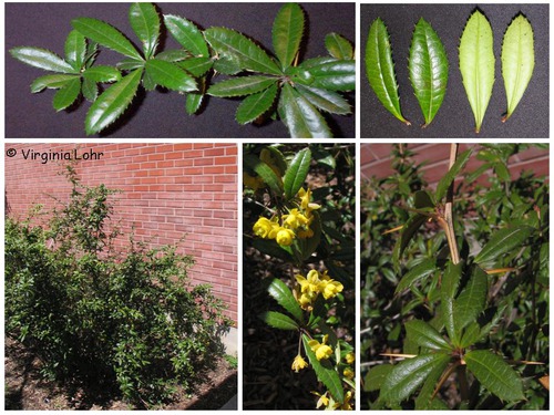 BERBERIDACEAE (barberry family)
-medium evergreen shrub 4-8 ft tall
-elliptic to linear leaf shape
-3 pronged spines
-simple, serrate leafs "spiny leaves"
-dwarf shoots 
-spring yellow flowers
-winter coloration reddish to maroon