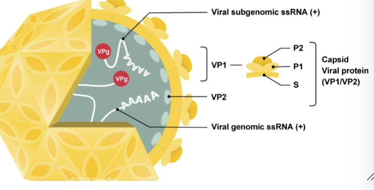 <p>Norovirus</p>