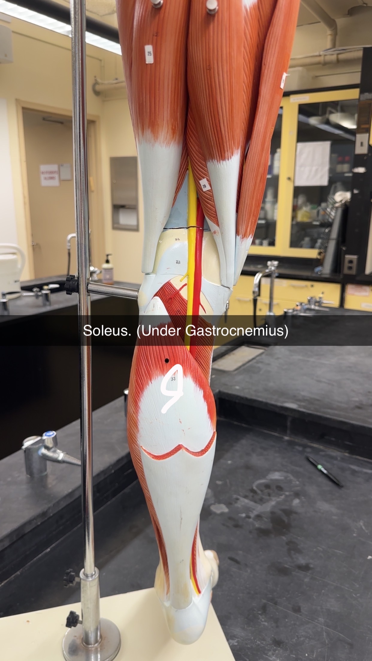 knowt flashcard image