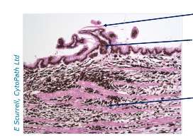 <p>What are we looking at in this section and what can we identify</p>