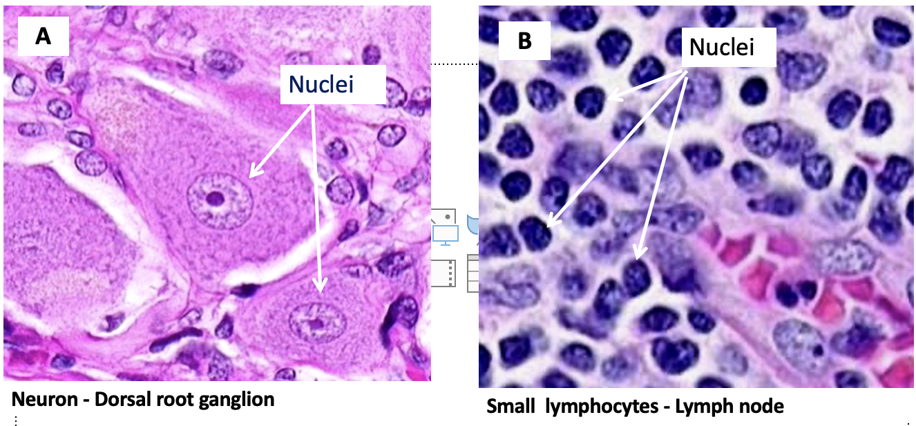 <p><span>Based on the nuclear features, which cell type is the most likely to be transcribing a lot of its DNA?</span></p>