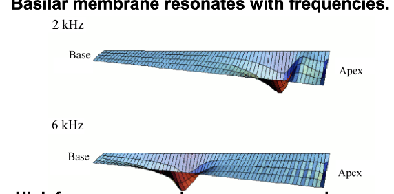 <ul><li><p>High frequency sound waves move membrane closer to stapes; lower frequency sounds closer to distal end. </p></li><li><p>THUS: Hair cell location on membrane creates codes for sound pitch.</p></li><li><p>different regions of basilar membrane project to different areas of cortex: ionotopic representation</p></li><li><p>High frequency sound waves move membrane closer to stapes, lower frequency sounds closer to distal end</p></li></ul><p></p>