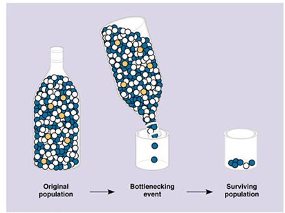 <p>Genetic Bottleneck</p>